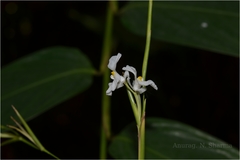 Schumannianthus virgatus